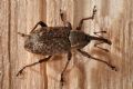 Notaris scirpi